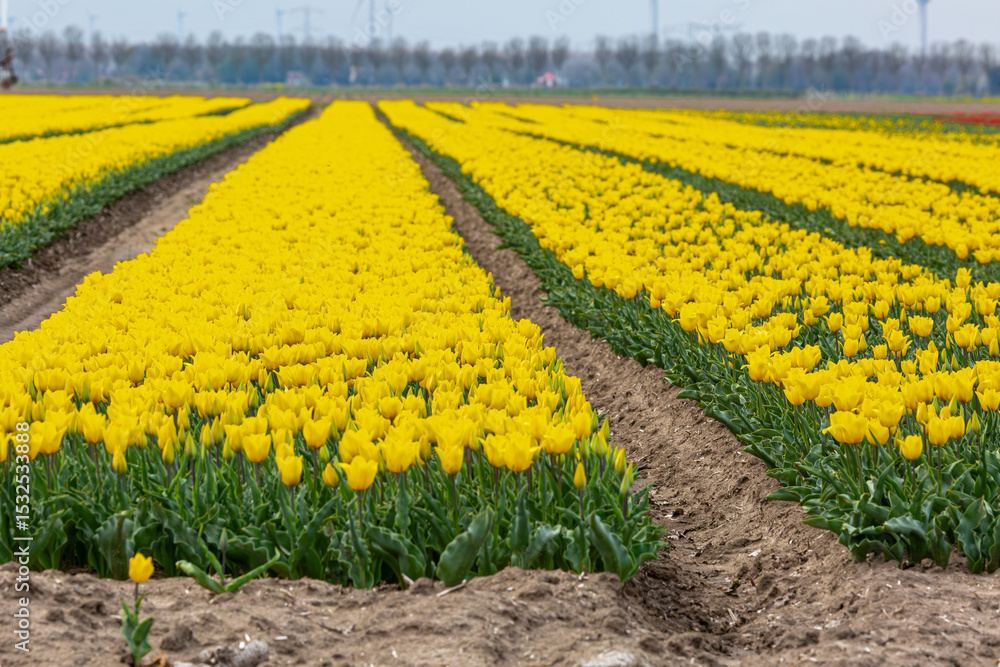 Yellow Tulip rows on a field, Image shows thousands of Yellow tulips ...