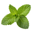 © Abir - Fresh bright green mint leaves isolated against a solid black background for culinary imagery