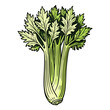© inspiring  - Fresh celery stalk illustration with green leaves on white background