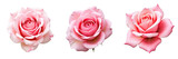 Three opened pink roses with varying petal arrangements isolated on transparent background, showcasing distinct angles and textures of petals.