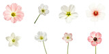 Set of eight isolated eustoma flowers in various colors including pink and white displayed on a transparent background highlighting their unique shapes and details.