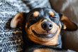 © Tetiana - Generative AI image of a funny playful dog with a big smile relaxing