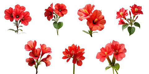 Tuberous begonias in vibrant red flowers displayed in various arrangements isolated on transparent background for detailed study and artistic use