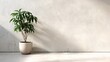 © CLOVER BACKGROUND - Indoor Plant in Pot Against Minimalist White Concrete Wall
