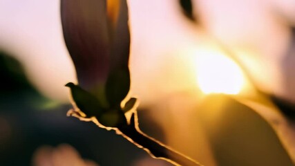 Wall Mural - Close-up image reveals a magnolia bud blooming as the sun sets with soft lighting to create a warm and inviting atmosphere.