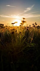 Wall Mural - Golden wildflowers bloom in a meadow at sunrise, creating a serene and idyllic scene with warm light