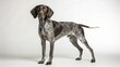 © Alper - German Shorthaired Pointer on studio background