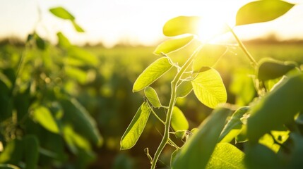 Poster - A serene image of bean plants swaying gently in the breeze, with soft sunlight casting shadows, emphasizing the beauty of agriculture and nature