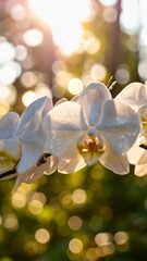 Wall Mural - Delicate white orchid blooms with dew drops glistening in soft morning sunlight amidst a lush, vibrant green blurred bokeh background