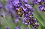 Biene auf blühendem Lavendel