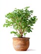 © Enjoy - Lush Green Bonsai Tree in Terracotta Pot on White Background