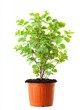 © Enjoy - Lush Green Plant in Terracotta Pot Against White Background