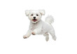 © Ayanali - Playful Maltese Puppy: A Joyful Canine Leap on white background