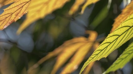Wall Mural - detailed close up revealing autumn foliage transitioning from verdant green to golden yellow, captur