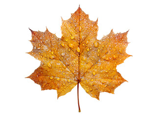 autumn maple leaf with dew drops isolated on black background, isolated on transparent background
