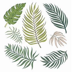  Vector illustration of various tropical leaves, including palm fronds and other lush greenery, isolated on a white background, perfect for design projects.