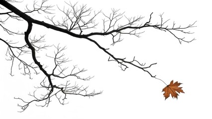 Isolated autumn tree branch with falling leaf nature season background