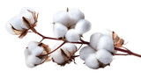 Close up of cotton plant with fluffy white blooms showing texture and detail on a stem in soft light against white background