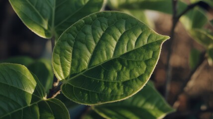 Close-up of vibrant green leaves with detailed texture under natural light