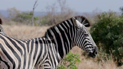 Wall Mural - a close up side view clip of a zebra grazing at kruger national park in south africa