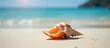 © Cherrin - Seashell on sandy beach with ocean background and soft sunlight.