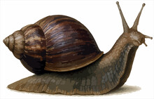 ilustrasi Achatina fulica
