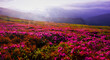 © Rushvol - panoramic scene, wonderful blooming season, plantation summer red pink rhododendrons flowers on the hills of Carpathian mountains, Chornohora (Chornogora) range, June, nscarpathian region, Ukraine