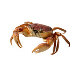 Crab A Detailed Overview of Its Characteristics and Habitat on transparent background.