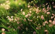 © Saira - fresh green grass covered in soft flower petals, bathed in warm sunlight.