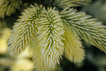 close-up of pale green, soft new needles growing on a spruce tree branch, highlighting fresh seasona