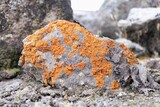 Xanthoria elegans, also known as Elegant Sunburst Lichen. It's a bright orange lichen often found on rocks in mountainous regions, met on Kilimanjaro Mount, Tanzania