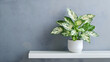 © Daniel - Potted plant with variegated leaves on white shelf against grey wall