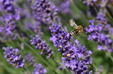Biene an lila Lavendelblüten