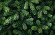 © Taras - Dark background with fir branches, green spruce texture, Christmas top view illustration.