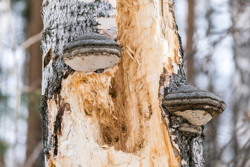 Wall Mural - A tree trunk with mushrooms growing out of it