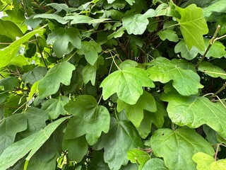 close-up of acer campestre leaves, a deciduous maple species with characteristic lobed foliage. idea