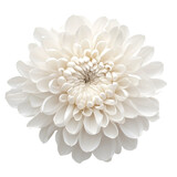 White dahlia and chrysanthemum flowers bloom in a beautiful, isolated close-up, showcasing their delicate petals and natural beauty