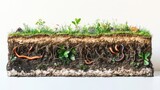 Fertile soil cross-section: plant roots, earthworms, microorganisms, underground life, ecosystem illustration, garden growth, healthy soil, nature's balance, soil health, educational graphic. Fertile soil cross-section: plant roots, earthworms, microorganisms, underground life, ecosystem illustration, garden growth, healthy soil, nature's balance, soil health, educational graphic.