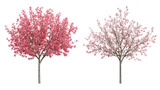Prunus persica and Prunus avium blossoming frontal view on white background