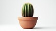 © Johan - A small, spherical, green cactus with visible ribs and light brown spines sits in a simple, terracotta-colored pot against a stark white background