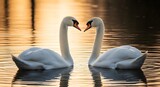 swans on the lake at sunset.Romantic Swans: A Pair of White Swans in Golden Light Reflecting on a Calm Lake