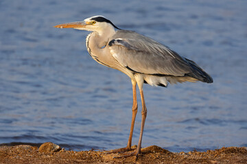 Wall Mural - a grey heron (ardea cinerea) standing in natural habitat, pilanesberg national park, south africa