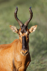Wall Mural - portrait of a red hartebeest (alcelaphus buselaphus) in natural habitat, mokala national park, south