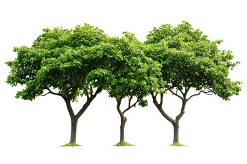 Wall Mural - High-resolution cluster of lush green deciduous trees isolated on transparent background PNG cut-out — perfect botanical element for landscape composites, eco branding and graphic design