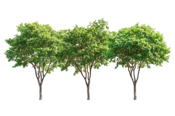 Wall Mural - High-resolution cluster of lush green deciduous trees isolated on transparent background PNG cut-out — perfect botanical element for landscape composites, eco branding and graphic design