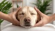 © Arnon  Parnnao - A relaxed dog enjoying a soothing massage with gentle hands in a tranquil setting filled with plants. Serene canine spa treatment calming touch therapy amidst lush greenery for ultimate