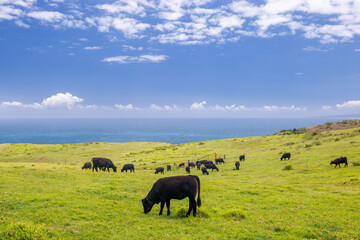 Wall Mural - cows grazing in a vibrant green meadow