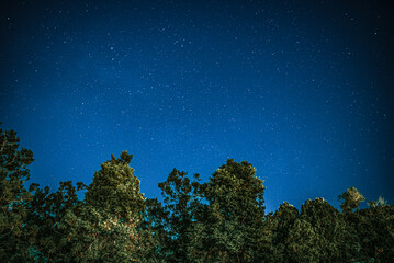 Starry Night Sky Above Tree Line in Brazil
