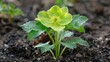 © Canities - A vibrant lime green Hellebore flower blooming in the garden soil with water droplets on its leaves