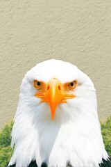 closeup portrait of a bald eagle against a beige background